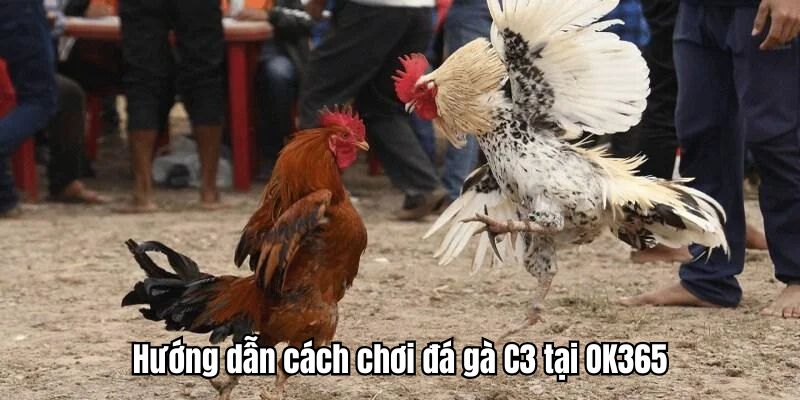 Hướng dẫn quy trình chơi chọi kê trực tiếp C3 tại OK365