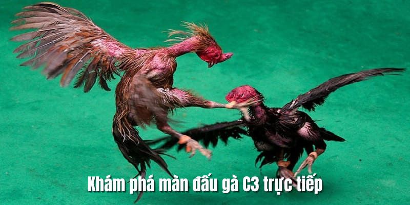 Tổng quan thông tin về đá gà C3 trực tiếp