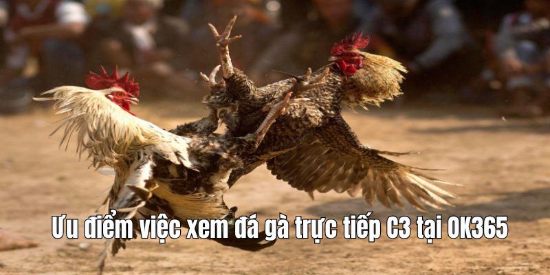 Lợi ích khi lựa chọn xem đá gà C3 trực tiếp tại OK365