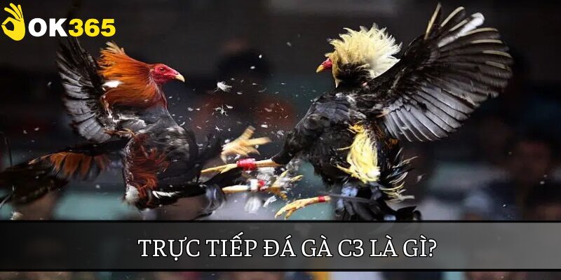 Trực tiếp đá gà C3 là loại hình giải trí kịch tính được yêu thích tại OK 365