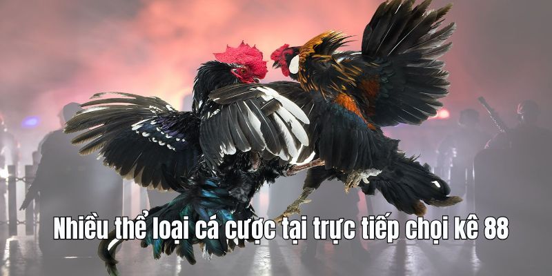 Đa dạng kèo cược tại trực tiếp đấu gà 88