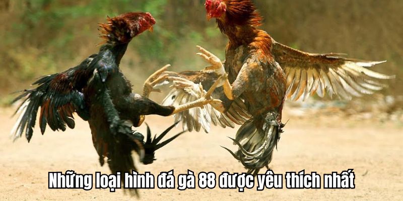 Tìm hiểu những loại hình đá gà 88 trực tiếp được nhiều người ưa chuộng
