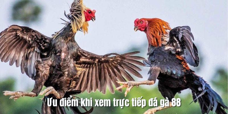 Lợi ích khi coi trực tiếp chọi kê 88