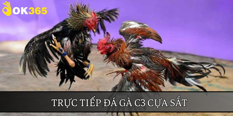 Chọi cựa sắt là loại hình trực tiếp đá gà C3 thu hút được nhiều kê thủ tham gia