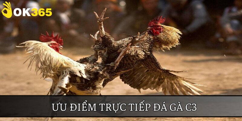 OK365.COM tổ chức giải trực tiếp đá gà C3 chuyên nghiệp và quy củ